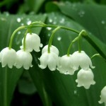 muguet